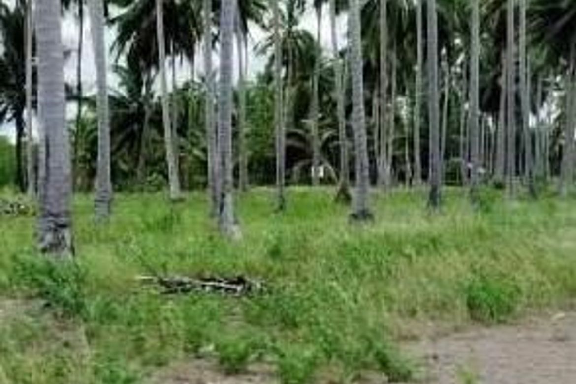 Land for Sale in Poblacion, Aborlan, Palawan – photo 4