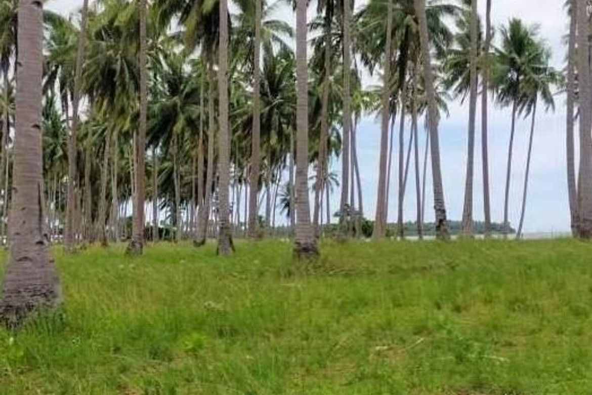 Land for Sale in Poblacion, Aborlan, Palawan – photo 5