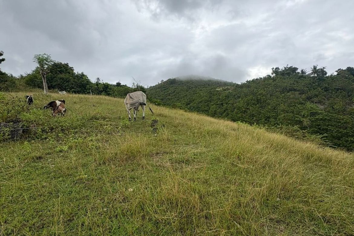 Land for Sale in Poblacion, Argao, Cebu
