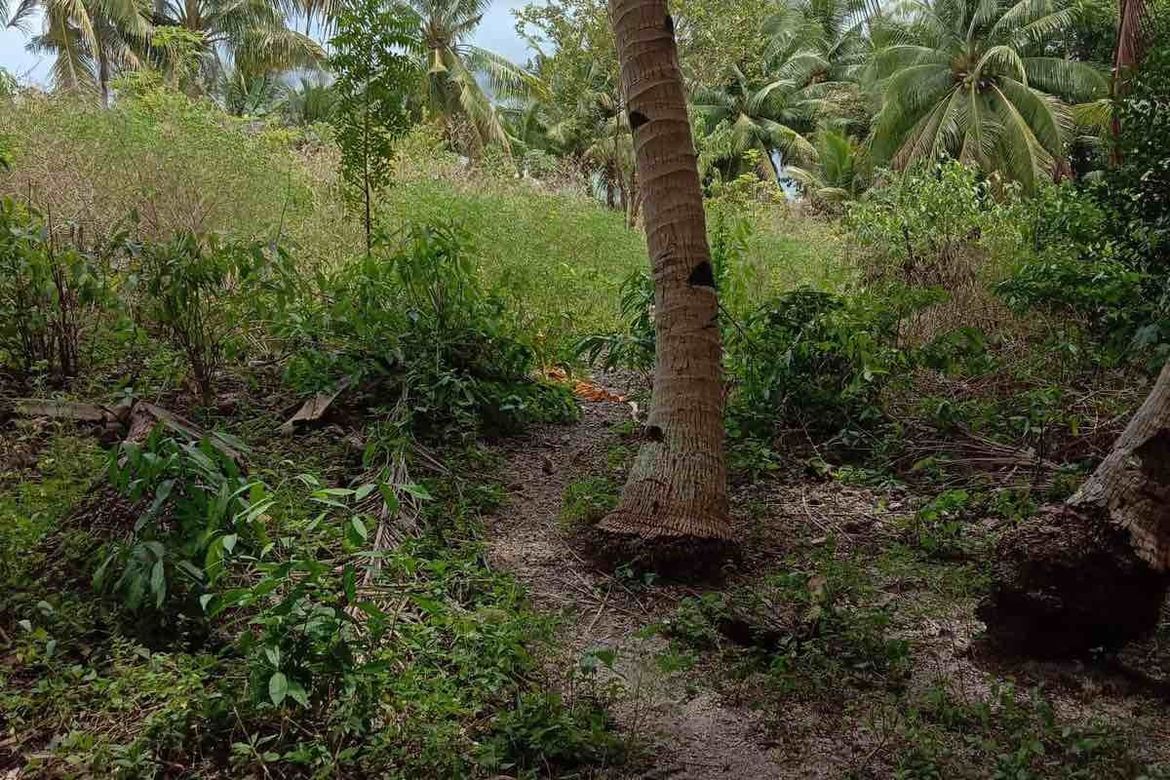 Land for Sale in Poblacion, Boljoon, Cebu – photo 8