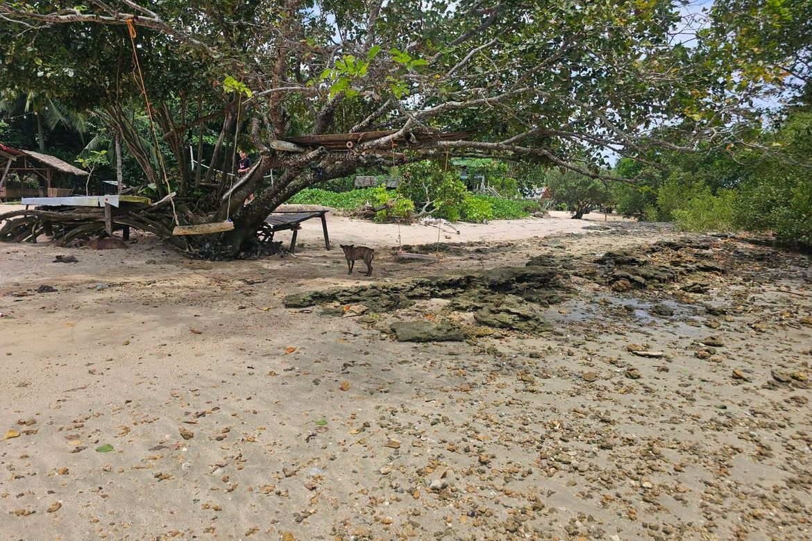 Land for Sale in Poblacion, Buenavista, Bohol – photo 4