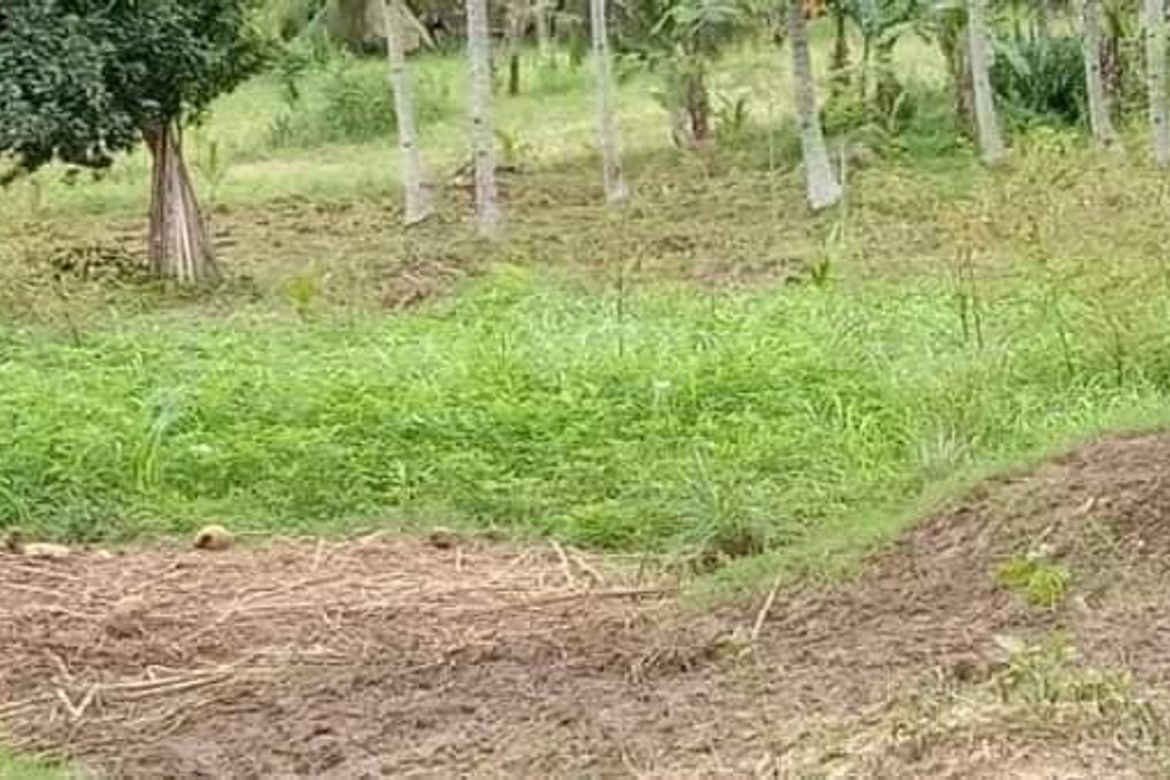 Land for Sale in Poblacion Central, Dumanjug, Cebu – photo 7