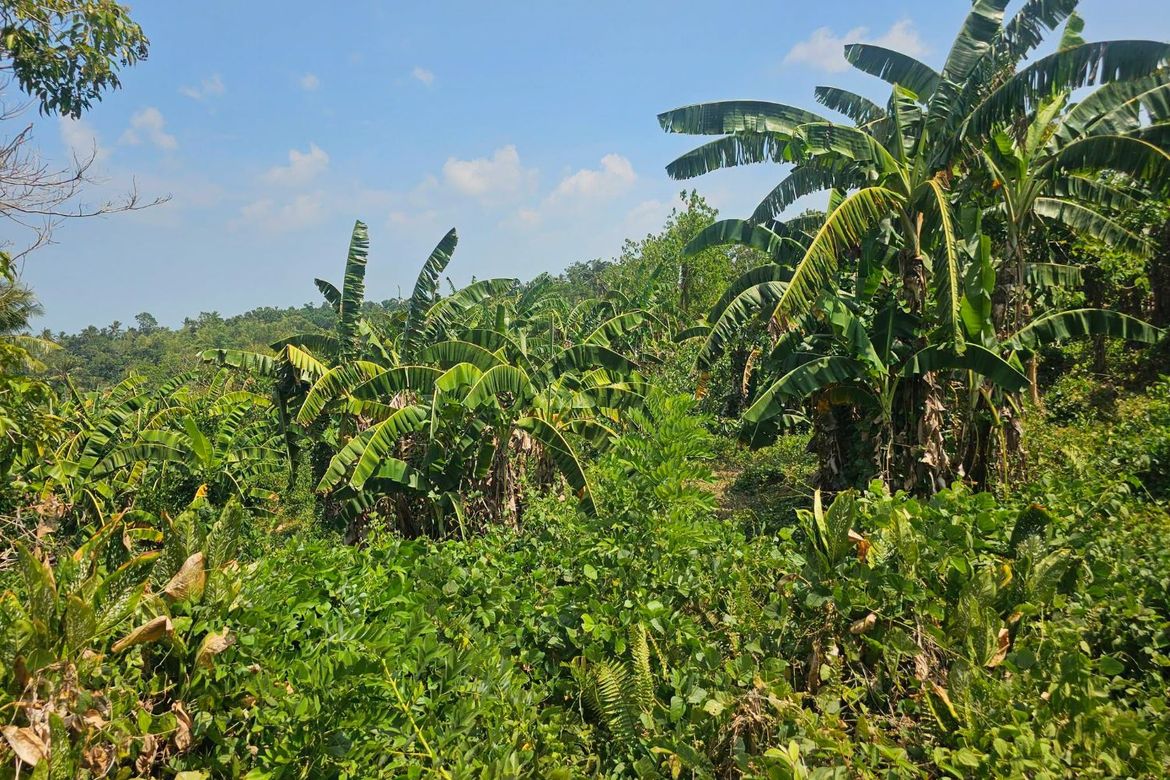 Land for Sale in Poblacion Centro, Clarin, Bohol – photo 4