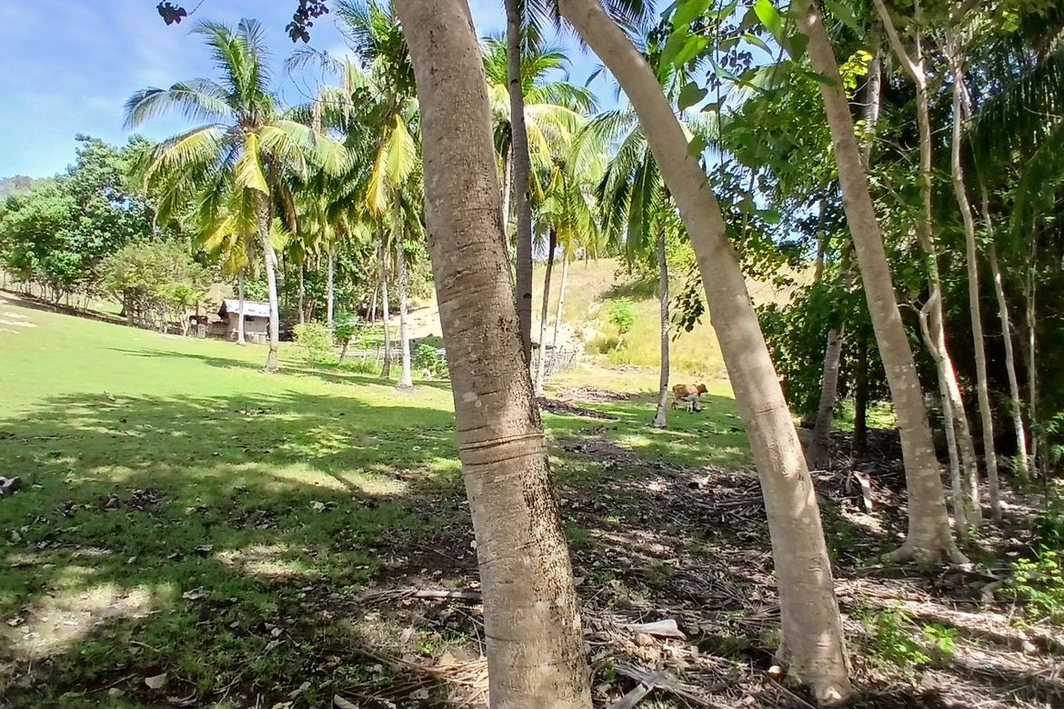 Land for Sale in Poblacion, Enrique Villanueva, Siquijor – photo 2