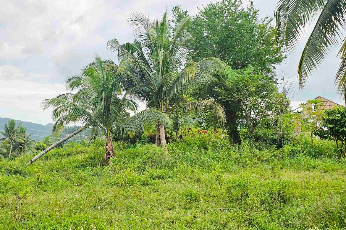 Land for Sale in Poblacion I, Carcar, Cebu