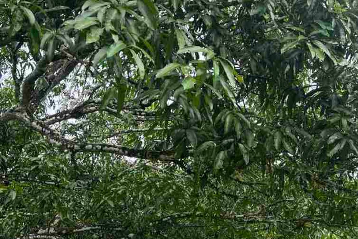 Land for Sale in Poblacion I, Carcar, Cebu
