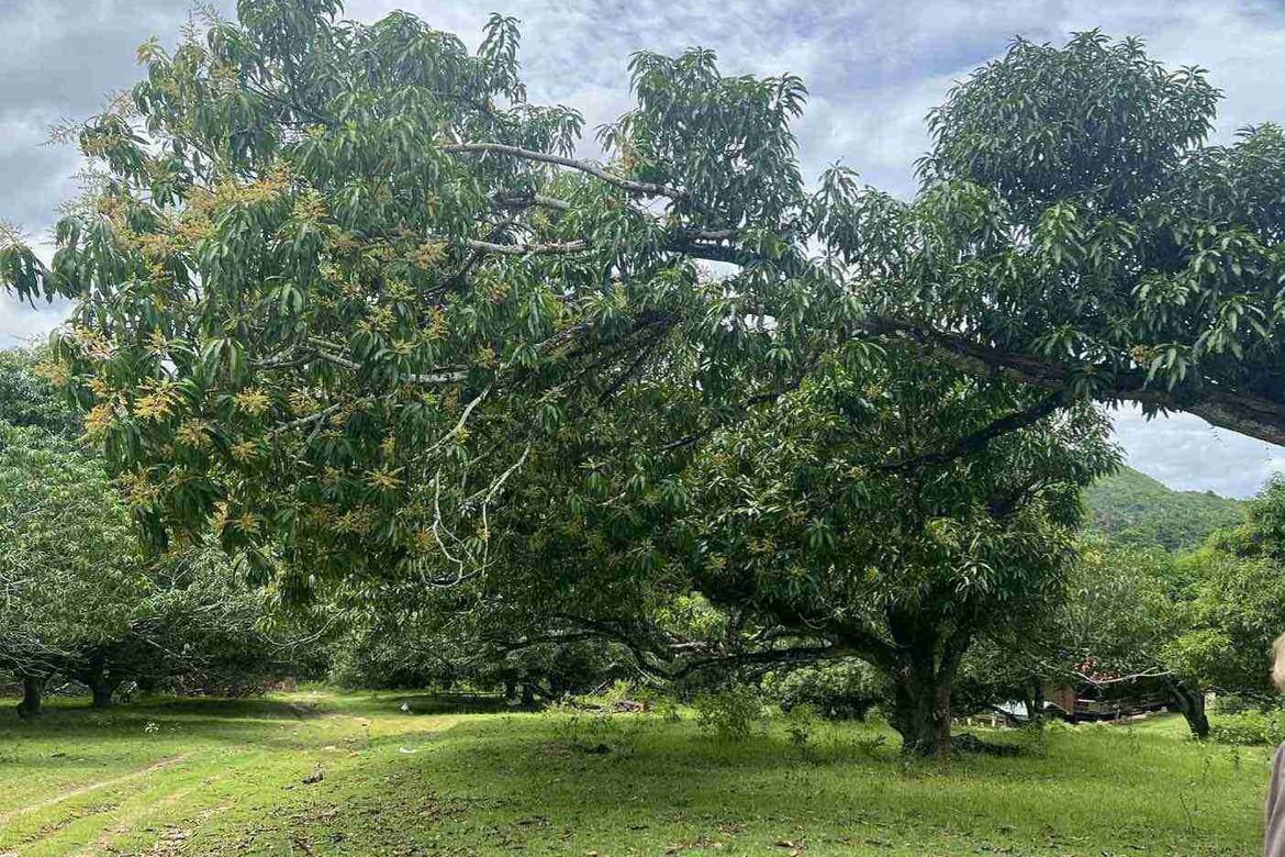 Land for Sale in Poblacion I, Carcar, Cebu – photo 3