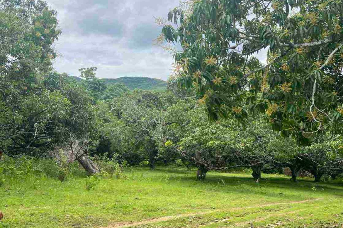 Land for Sale in Poblacion I, Carcar, Cebu – photo 4