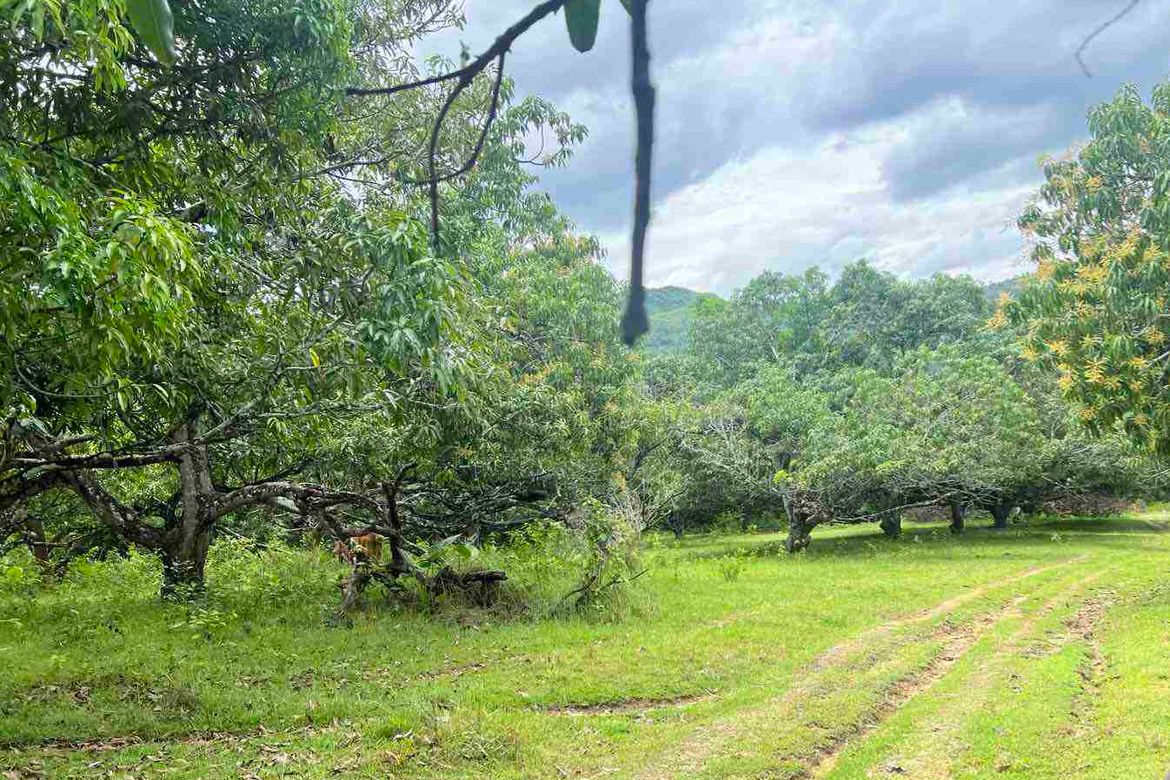 Land for Sale in Poblacion I, Carcar, Cebu – photo 5