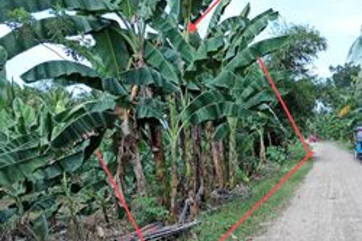 Land for Sale in Poblacion, New Corella, Davao del Norte – photo 4