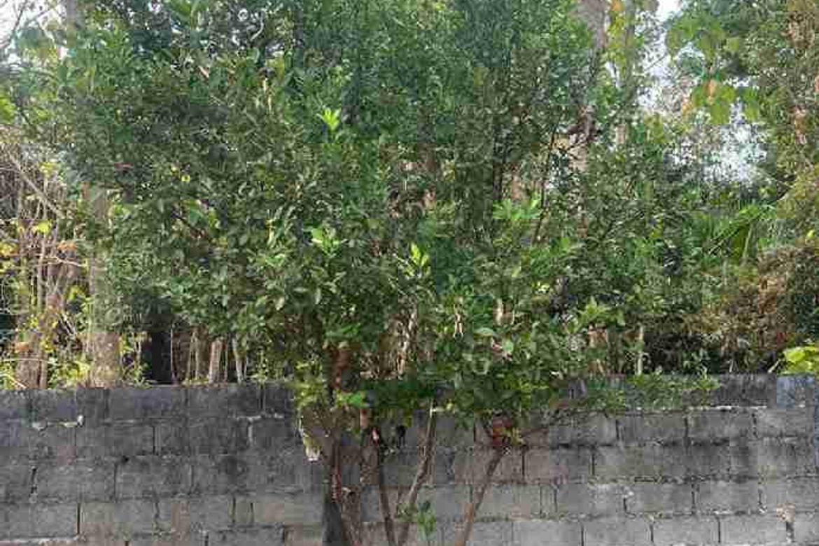 Land for Sale in Poblacion Norte, Paniqui, Tarlac – photo 3