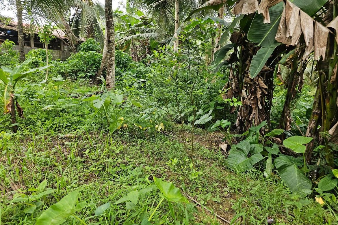 Land for Sale in Poblacion, Sagbayan, Bohol – photo 3