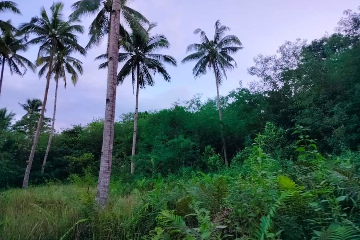 Land for Sale in Poblacion, Sagbayan, Bohol – photo 5