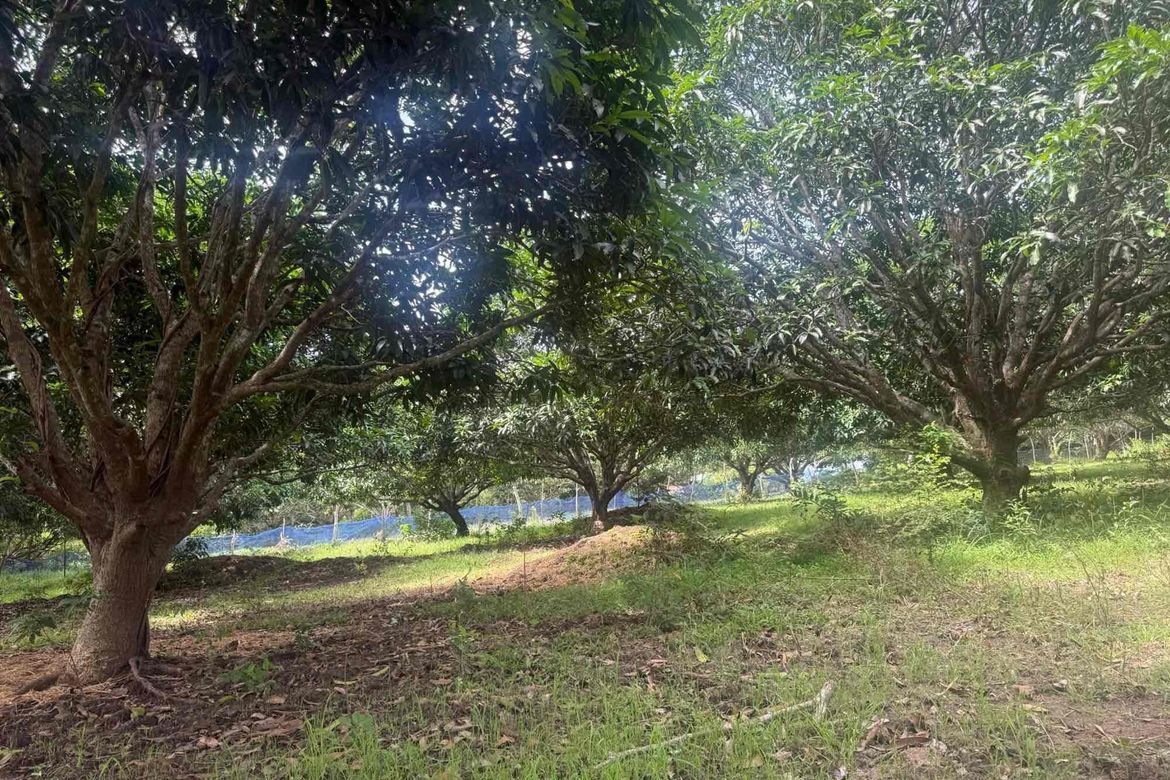 Land for Sale in Poblacion, San Juan, Batangas – photo 2