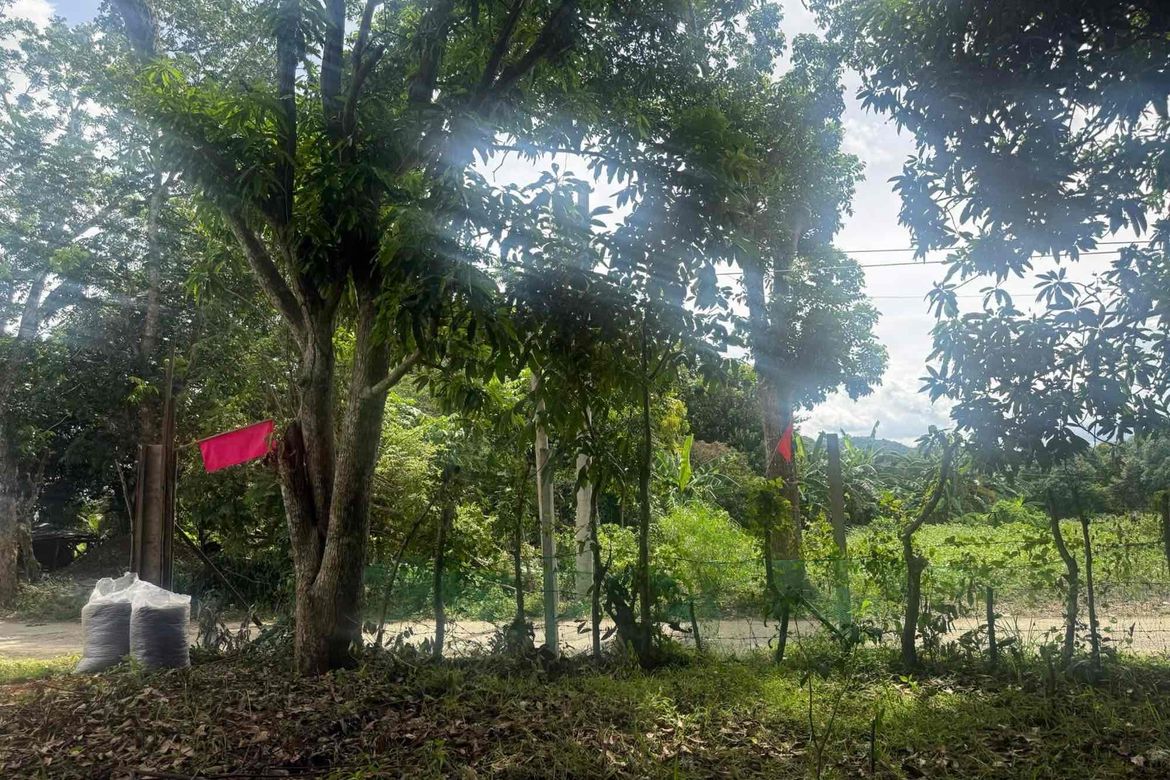 Land for Sale in Poblacion, San Juan, Batangas – photo 3