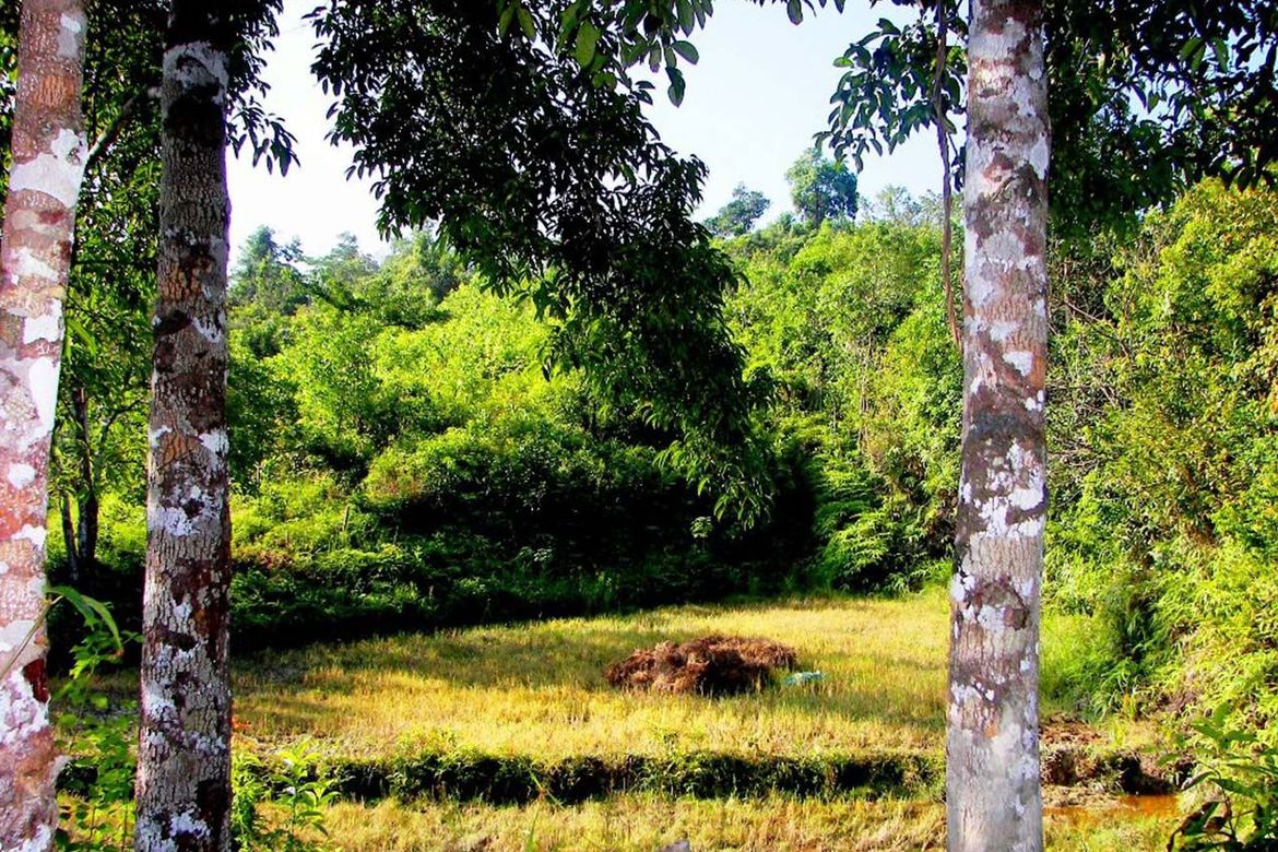 Land for Sale in Poblacion, San Vicente, Palawan – photo 4