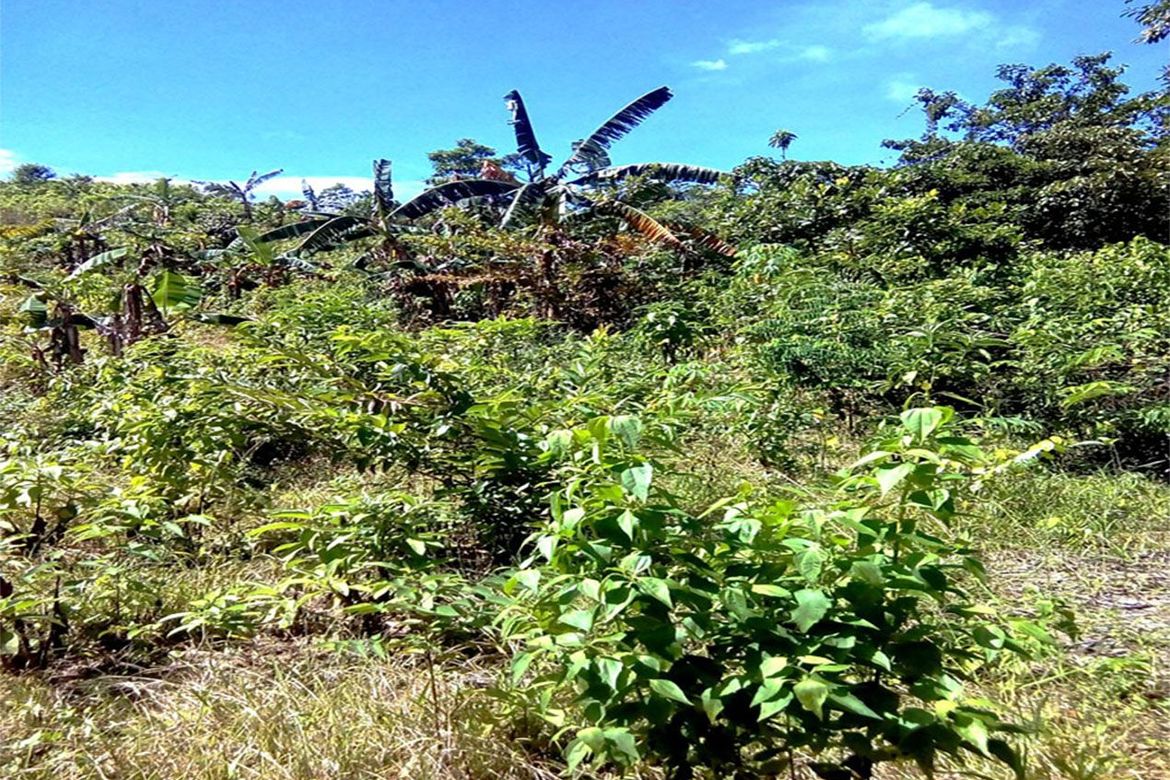 Land for Sale in Poblacion, San Vicente, Palawan – photo 4