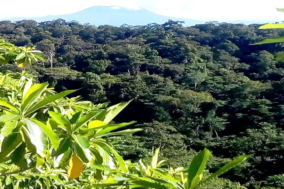 Land for Sale in Poblacion, San Vicente, Palawan – photo 6