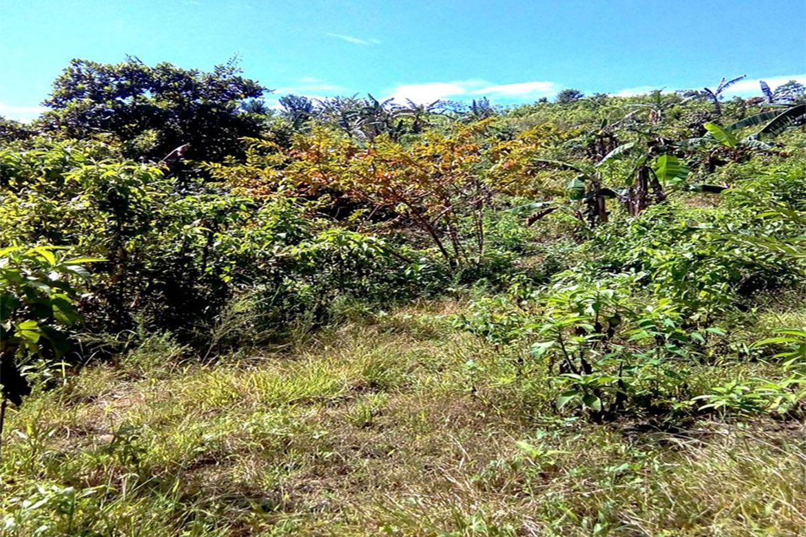 Land for Sale in Poblacion, San Vicente, Palawan – photo 7