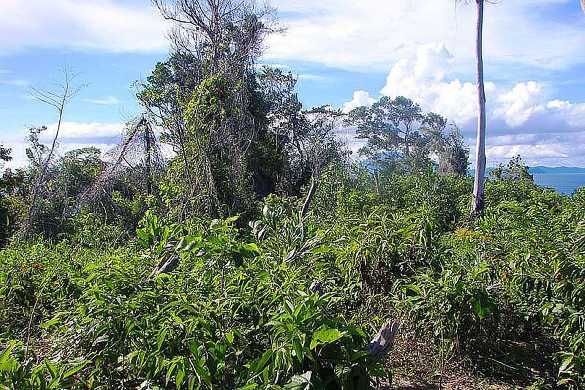 Land for Sale in Poblacion, San Vicente, Palawan – photo 7