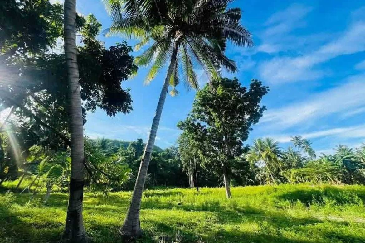Land for Sale in Poblacion, Sibonga, Cebu – photo 5
