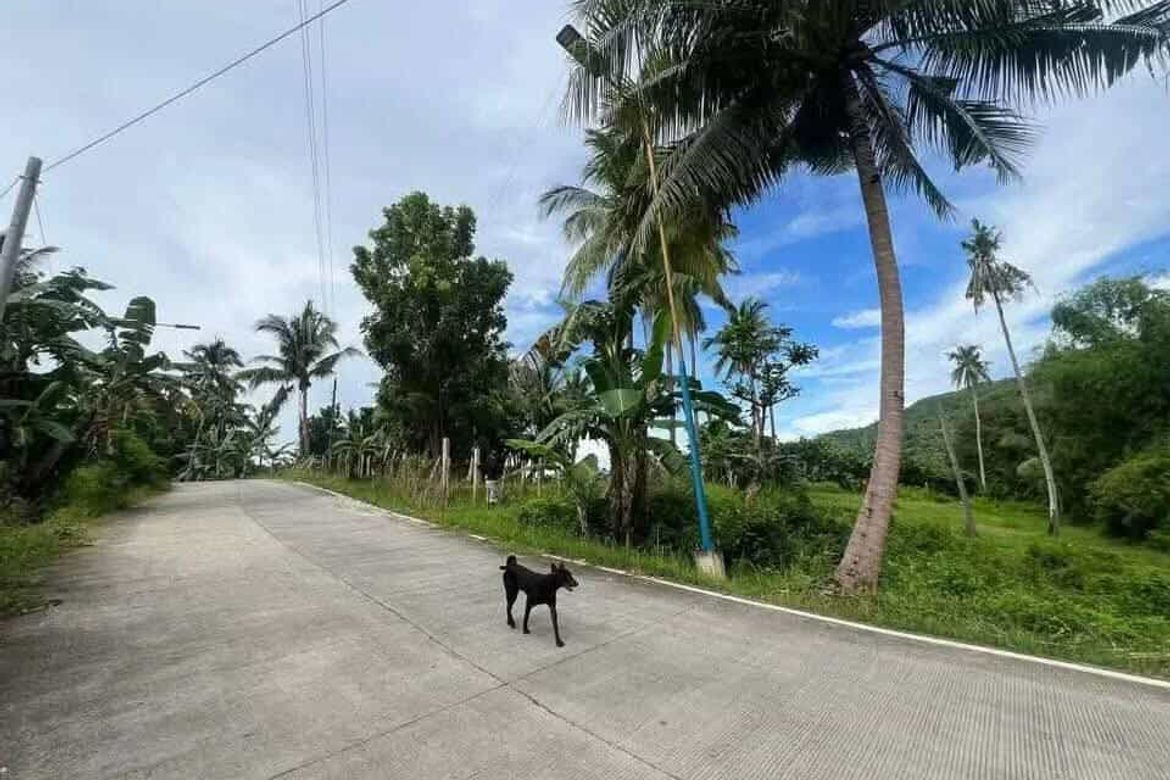 Land for Sale in Poblacion, Sibonga, Cebu – photo 7