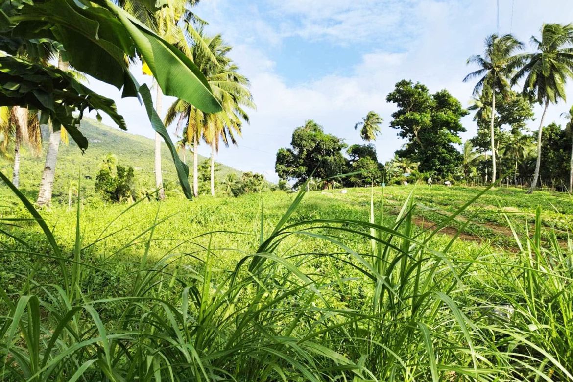 Land for Sale in Poblacion, Sibonga, Cebu
