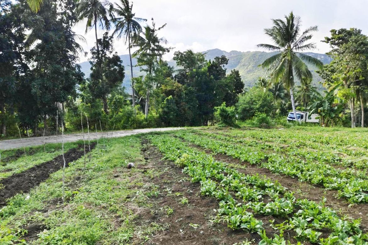 Land for Sale in Poblacion, Sibonga, Cebu – photo 2
