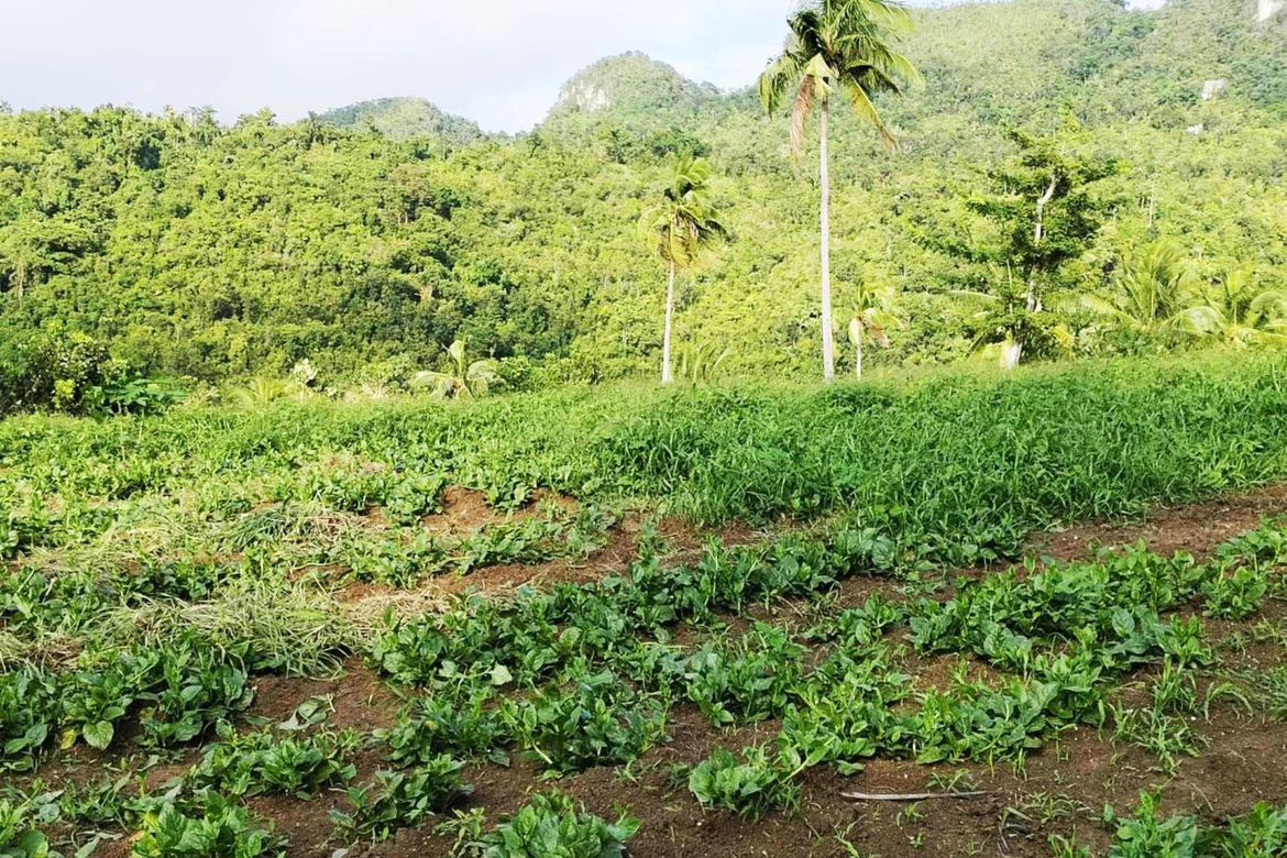 Land for Sale in Poblacion, Sibonga, Cebu – photo 5