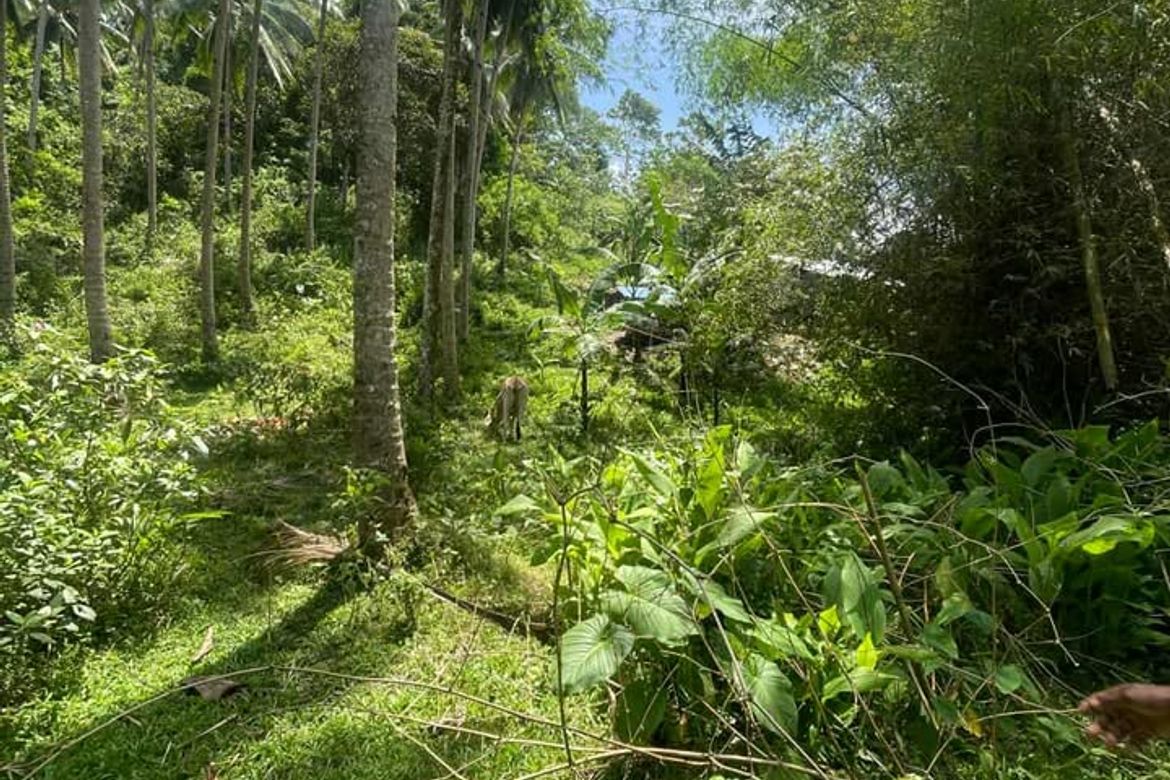Land for Sale in Poblacion, Sibulan, Negros Oriental – photo 8