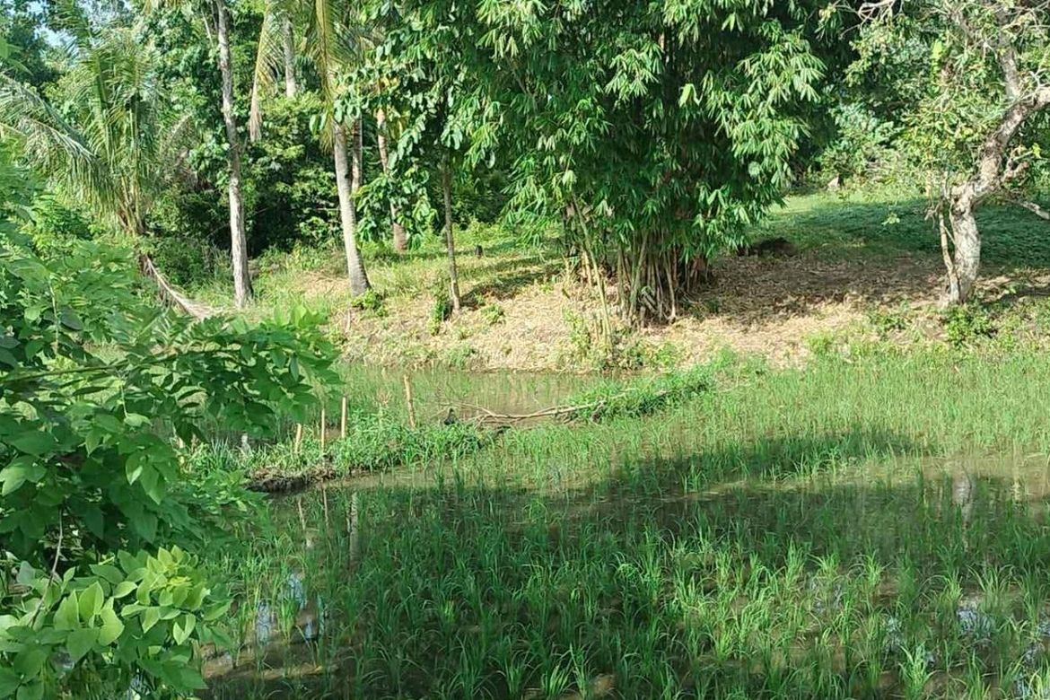 Land for Sale in Poblacion, Talibon, Bohol – photo 3