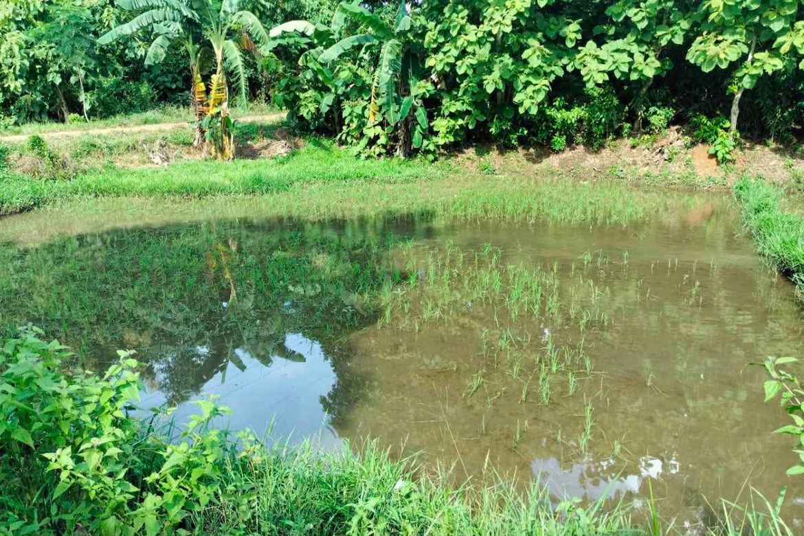 Land for Sale in Poblacion, Talibon, Bohol – photo 8