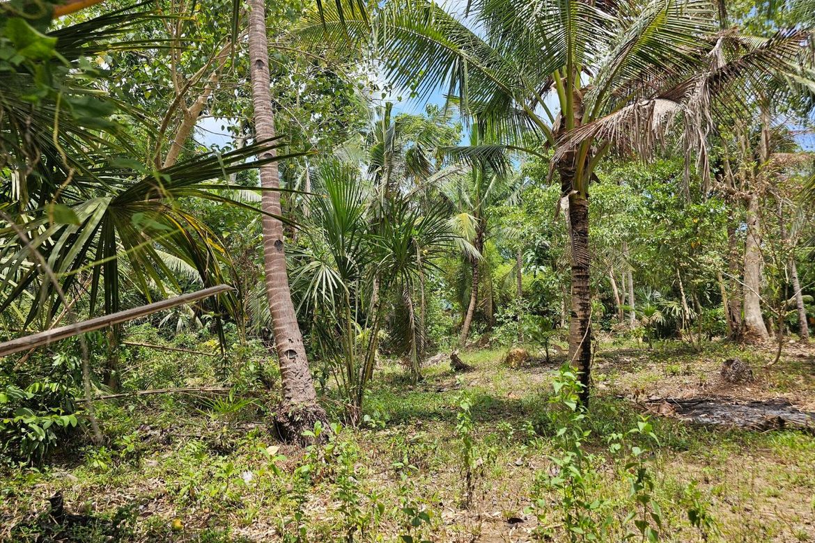 Land for Sale in Poblacion, Talibon, Bohol – photo 3