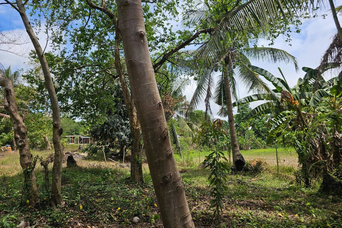 Land for Sale in Poblacion, Talibon, Bohol – photo 4