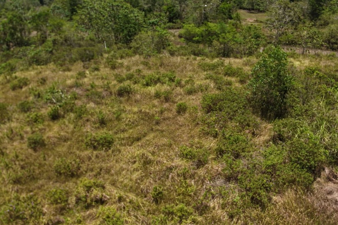 Land for Sale in Poblacion, Trinidad, Bohol – photo 2