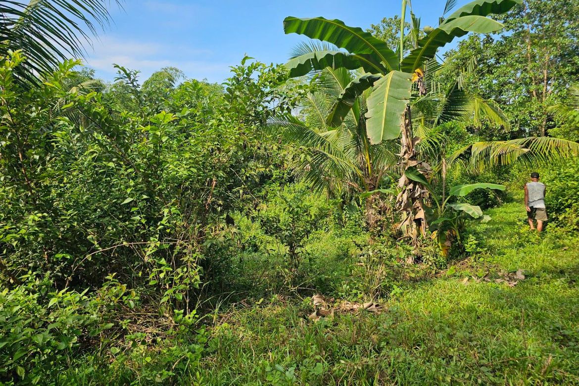 Land for Sale in Poblacion, Trinidad, Bohol – photo 5