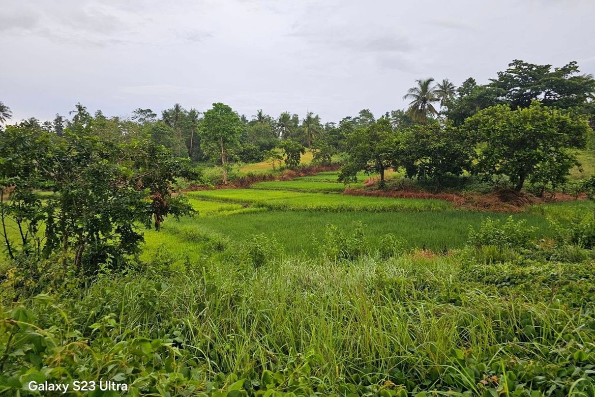 Land for Sale in Poblacion, Trinidad, Bohol