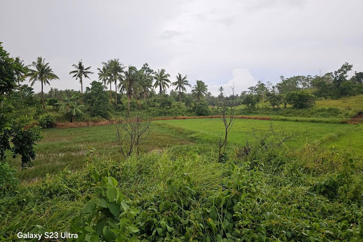 Land for Sale in Poblacion, Trinidad, Bohol – photo 8