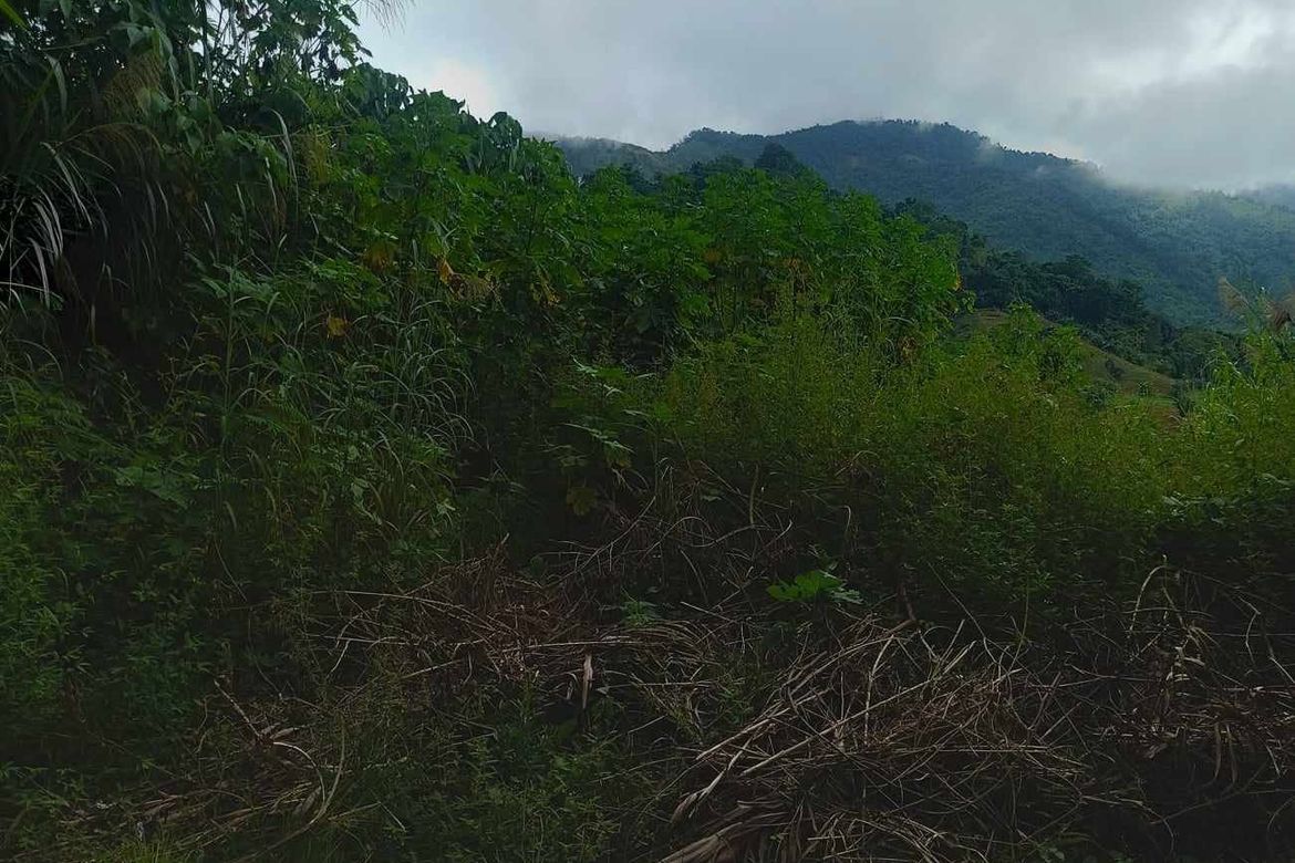 Land for Sale in Poblacion, Tuba, Benguet – photo 6