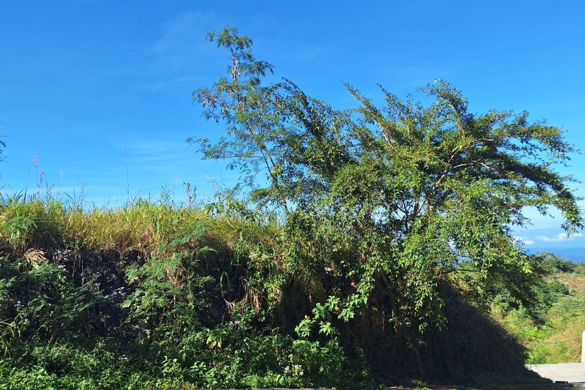 Land for Sale in Poblacion, Tuba, Benguet – photo 4
