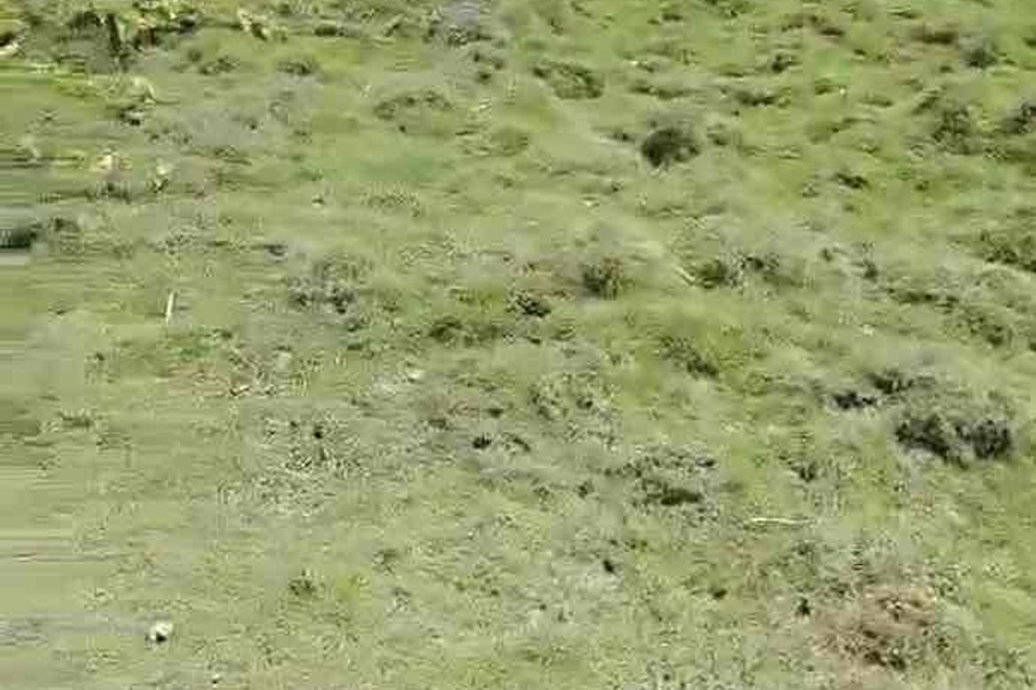 Land for Sale in Poblacion West, Moalboal, Cebu – photo 4