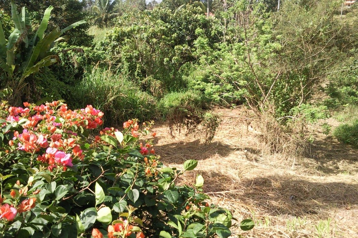 Land for Sale in Ponderosa Leisure Farms, Narra II, Silang, Cavite