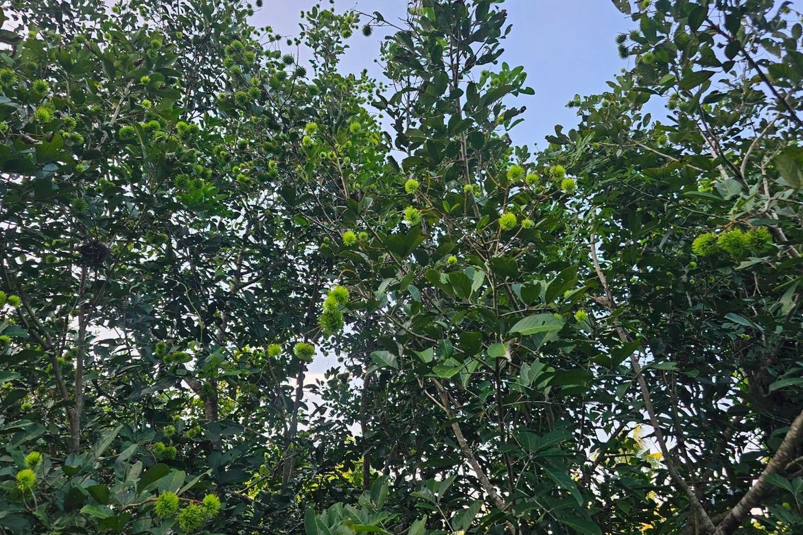 Land for Sale in Pooc Occidental, Tubigon, Bohol – photo 5