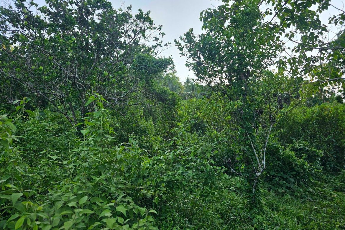 Land for Sale in Pooc Occidental, Tubigon, Bohol – photo 7