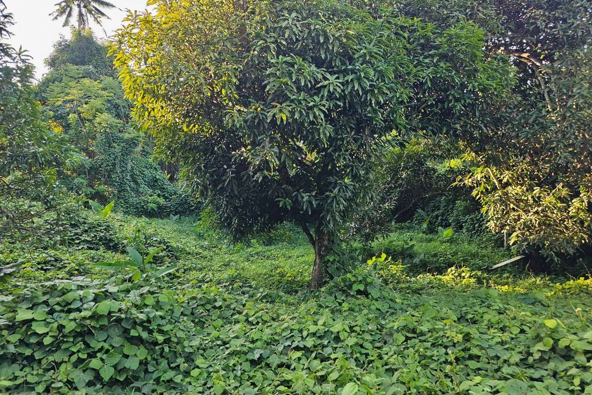 Land for Sale in Pooc Occidental, Tubigon, Bohol – photo 8