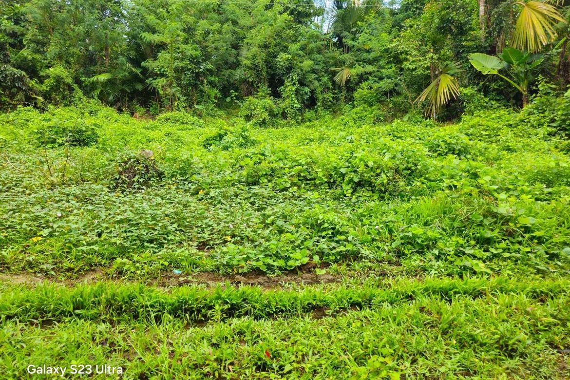 Land for Sale in Pooc Occidental, Tubigon, Bohol