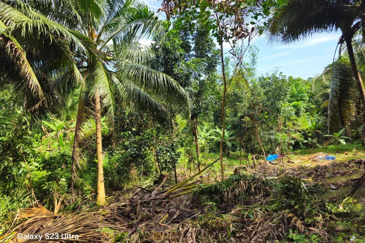 Land for Sale in Pooc Occidental, Tubigon, Bohol – photo 2