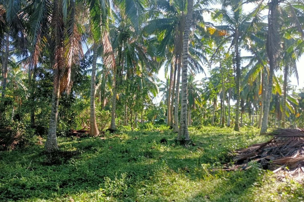 Land for Sale in Port Junction Norte, Ragay, Camarines Sur – photo 3