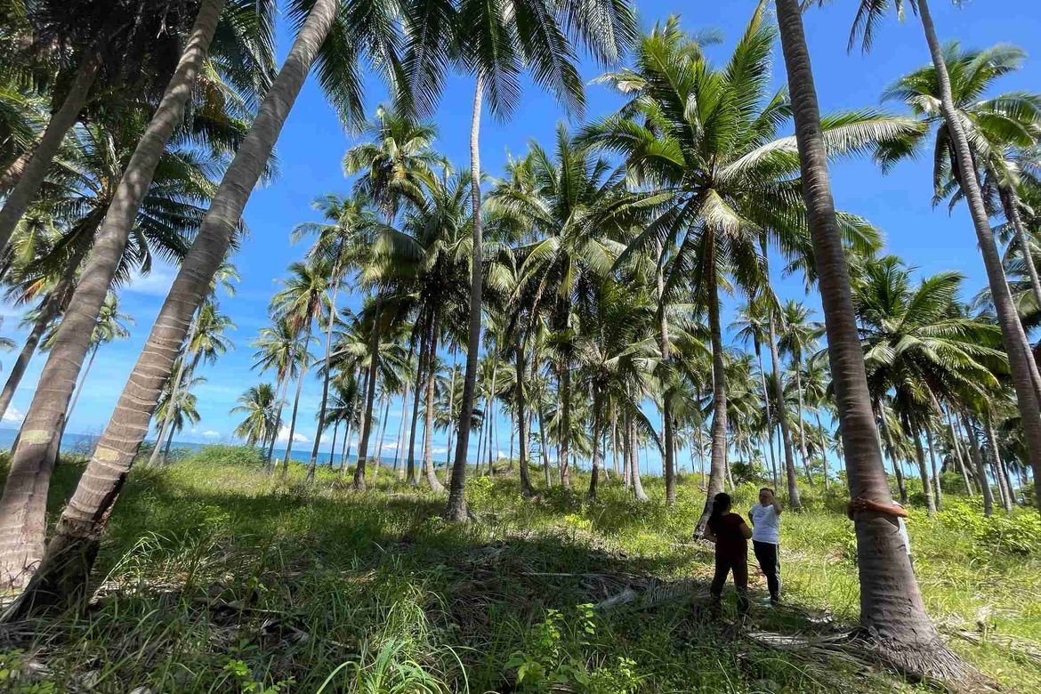 Land for Sale in Princess Urduja, Narra, Palawan – photo 4