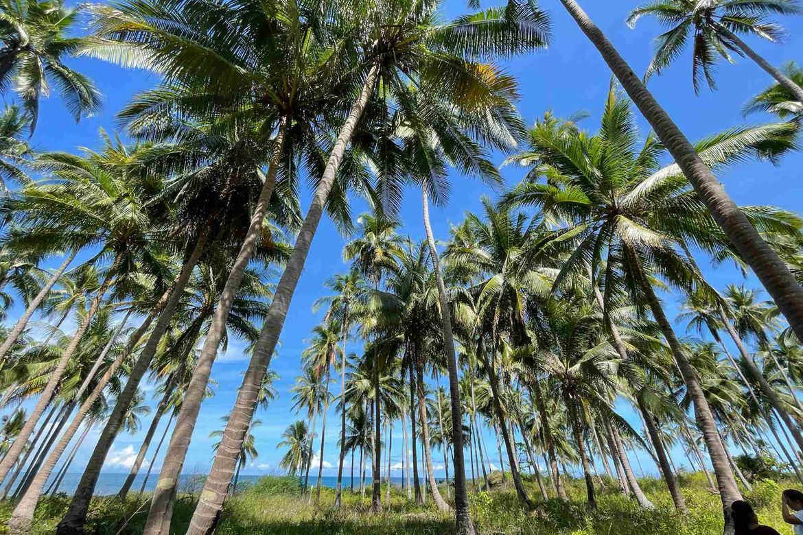 Land for Sale in Princess Urduja, Narra, Palawan – photo 6